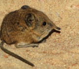 The Tiny Elephant Shrew Photo By: Karsten Paulick Https://Pixabay.com/Photos/Elephant-Shrews-Tree-Shrews-784371/ 