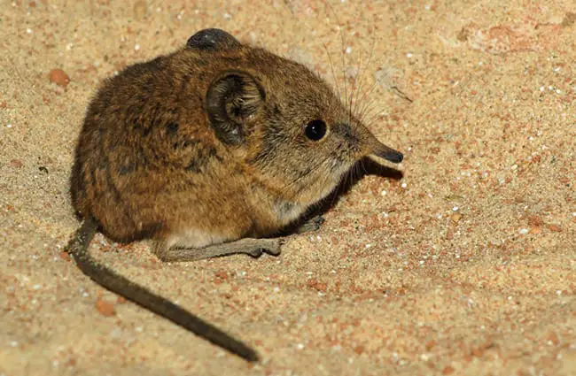 The tiny Elephant Shrew Photo by: Karsten Paulick https://pixabay.com/photos/elephant-shrews-tree-shrews-784371/ 