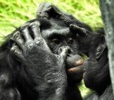 A Pair Of Bonobos Grooming, San Diego Zoo Photo By: Nauticalvoyager Https://Pixabay.com/Photos/Bonobo-San-Diego-Zoo-Mammal-Ape-2368873/ 