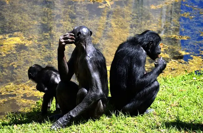 A group of Bonobos lounging by a pond Photo by: Paul Brennan https://pixabay.com/photos/bonobo-apes-primate-zoo-2857764/ 