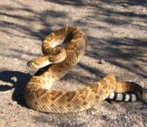 Western Diamond-Backed Rattlesnake Photo By: Gilaman Https://Creativecommons.org/Licenses/By-Sa/2.0/ 