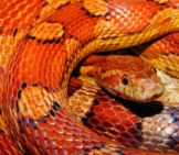 Corn Snake Photo By: Karsten Paulick Https://Pixabay.com/Photos/Snake-Corn-Snake-Reptile-Scale-579682/ 