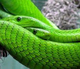 Green Mamba Photo By: Foto-Rabe Https://Pixabay.com/Photos/Snake-Mamba-Green-Mamba-Toxic-653639/ 