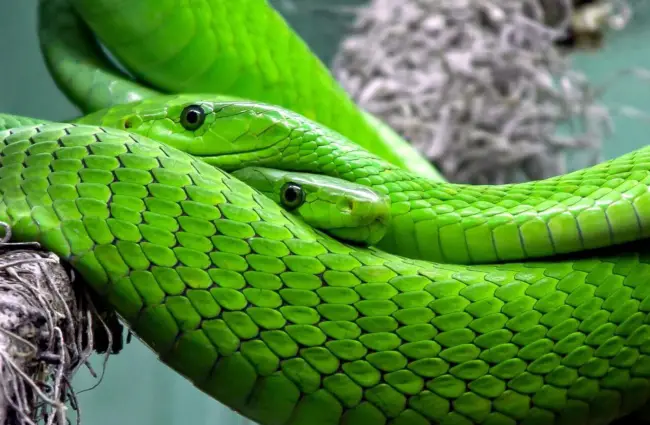 Green Mamba Photo by: Foto-Rabe https://pixabay.com/photos/snake-mamba-green-mamba-toxic-653639/ 