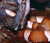 Broad-Banded Copperhead Photo By: Bernard Dupont Https://Creativecommons.org/Licenses/By-Sa/2.0/ 