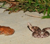 A Young Eastern Copperhead Contemplates A Toad Photo By: Andy Reago &Amp; Chrissy Mcclarren Https://Creativecommons.org/Licenses/By-Sa/2.0/ 