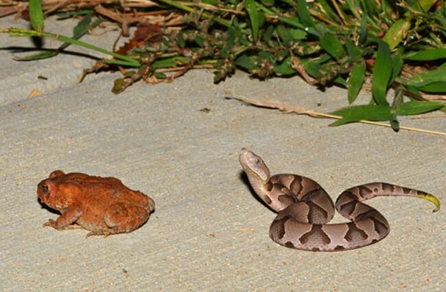 A young Eastern Copperhead contemplates a toad Photo by: Andy Reago &amp; Chrissy McClarren https://creativecommons.org/licenses/by-sa/2.0/ 