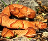 Osage Copperheadphoto By: Peter Paplanushttps://Creativecommons.org/Licenses/By-Sa/2.0/