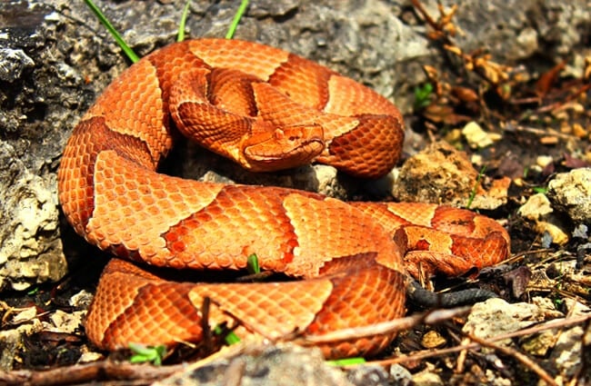 Osage CopperheadPhoto by: Peter Paplanushttps://creativecommons.org/licenses/by-sa/2.0/