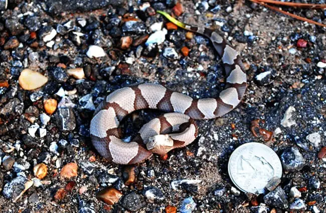 Baby Southern Copperhead Photo by: Patrick Feller https://creativecommons.org/licenses/by-sa/2.0/ 