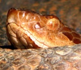 Northern Copperhead, Sunning At The Park Photo By: Michael Hodge Https://Creativecommons.org/Licenses/By-Sa/2.0/ 