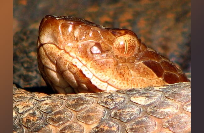 Northern Copperhead, sunning at the park Photo by: Michael Hodge https://creativecommons.org/licenses/by-sa/2.0/ 