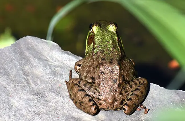 Two-toned Green Frog Photo by: Don Henise https://creativecommons.org/licenses/by/2.0/ 