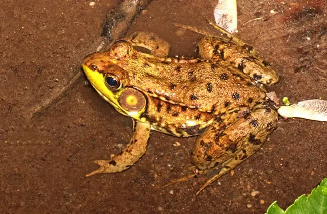 Brown-colored Green Frog Photo by: ALAN SCHMIERER https://creativecommons.org/licenses/by/2.0/ 