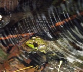 Northern Green Frog, Hanging Out In A Pond Photo By: Mark Nenadov Https://Creativecommons.org/Licenses/By/2.0/ 