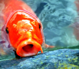 Carp Photographed In A Japanese Garden Pondphoto By: Jamie Nakamurahttps://Pixabay.com/Photos/Carp-Japan-Fish-Aquarium-Fish-Pond-2334071/