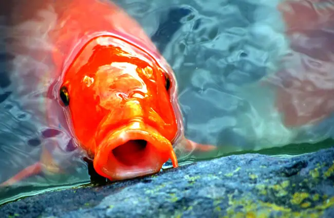 Carp photographed in a Japanese garden pondPhoto by: Jamie Nakamurahttps://pixabay.com/photos/carp-japan-fish-aquarium-fish-pond-2334071/