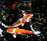 A Pair Of Japanese Carp Photo By: Florence D. Https://Pixabay.com/Photos/Water-Fish-Japan-Carp-Animal-1912606/ 