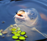 Carp At The Water’s Surface Photo By: Daniel Wanke Https://Pixabay.com/Photos/Carp-Koi-Fish-Water-Pond-440630/ 