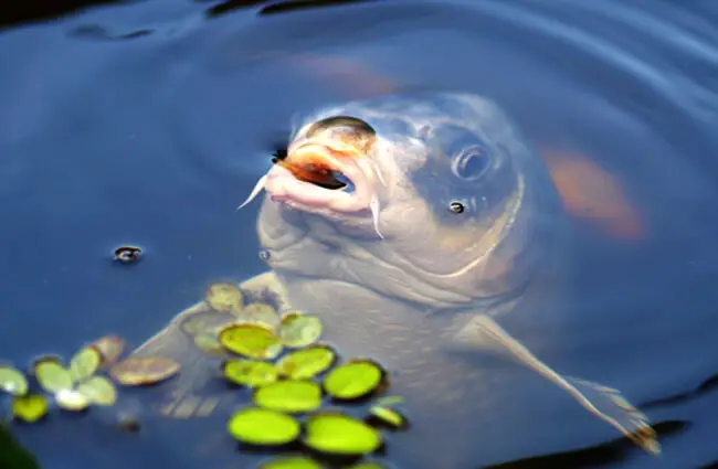 Carp at the water’s surface Photo by: Daniel Wanke https://pixabay.com/photos/carp-koi-fish-water-pond-440630/ 