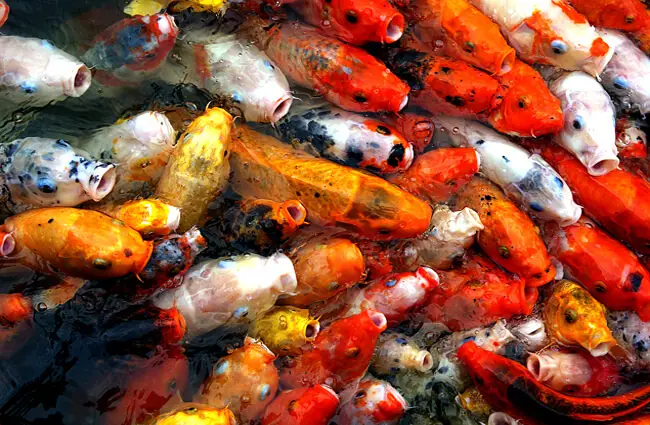 Koi, or domesticated common carp Photo by: Bernard Spragg. NZ https://creativecommons.org/licenses/by/2.0/ 