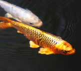 Brocade Carp