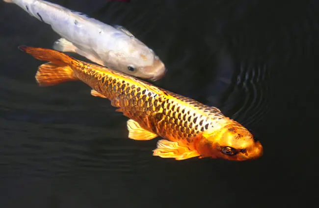 Brocade Carp