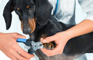 Dog nail clipper by: Fotosearch.com