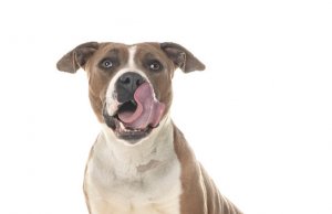 pitbull dog food by: Fotosearch.com