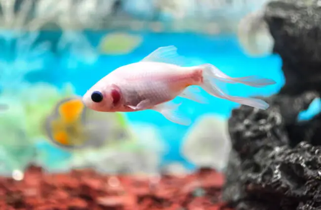 A white Molly in a home aquarium Photo by: Chetan Bisariya https://creativecommons.org/licenses/by/2.0/ 