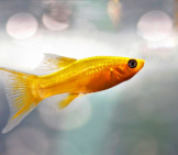 Gold Molly Photo By: Iva Balk Https://Pixabay.com/Photos/Fish-Aquarium-Freshwater-Fishy-3214949/ 