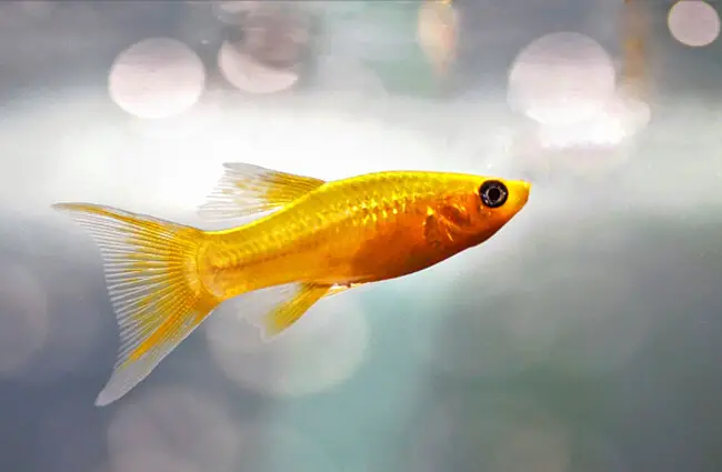 Gold Molly Photo by: Iva Balk https://pixabay.com/photos/fish-aquarium-freshwater-fishy-3214949/ 