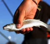 Fresh Caught Sprat Fish Photo By: (C) Denyskuvaiev Www.fotosearch.com