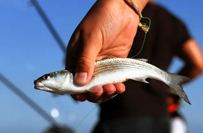 Fresh caught Sprat fish Photo by: (c) denyskuvaiev www.fotosearch.com