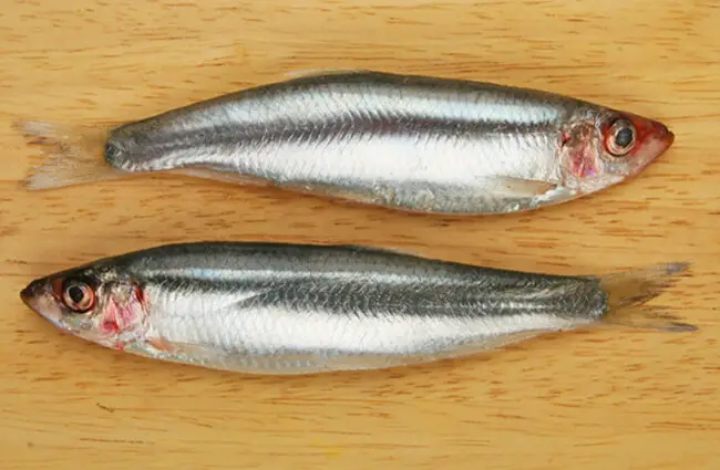 Two Sprat fish on a wooden board Photo by: (c) Griffin024 www.fotosearch.com