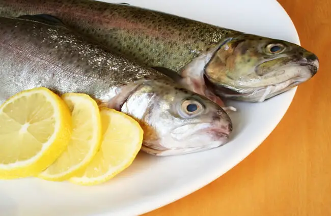 Sprat fish with lemonPhoto by: (c) Orson www.fotosearch.com