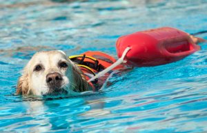 dog life jacket by: Fotosearch.com