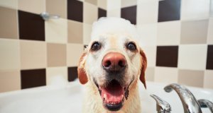 dog shampoo for dry skin by: fotosearch.com