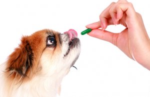 dog vitamin by: Fotosearch.com