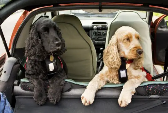 dog car seat cover by: fotosearch.com