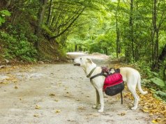 dog backpack by:fotosearch.com