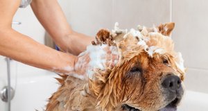 dog shampoo by: Fotosearch.com