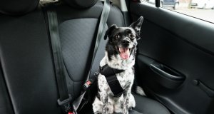 dog car seat by: fotosearch.com