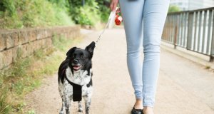 retractable dog leash by: Fotosearch.com