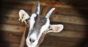 Goat in a barnPhoto by: RitaE from Pixabayhttps://pixabay.com/photos/goat-livestock-farm-horns-3613728/