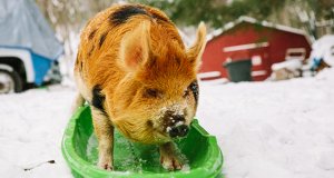 A pet Kune Kune pig on a sled!Photo by: Will Thomas of Forge Mountain Photohttp://forgemountainphoto.com/