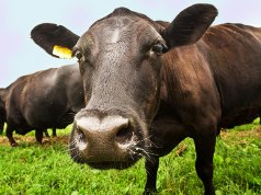 Curious Black Angus steerPhoto by: U.S. Department of Agriculture [public domain]https://creativecommons.org/licenses/by/2.0/