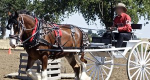 Clydesdale pulling a cart at showPhoto by: Jeanhttps://creativecommons.org/licenses/by/2.0/