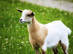 Portrait of a Fainting GoatPhoto by: Jeanhttps://creativecommons.org/licenses/by/2.0/