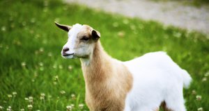 Portrait of a Fainting GoatPhoto by: Jeanhttps://creativecommons.org/licenses/by/2.0/